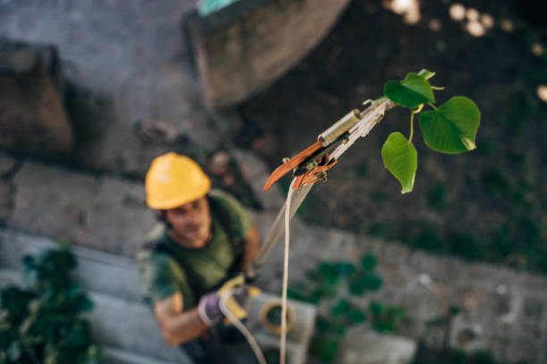 Best Commercial Tree Services  in Powderly, TX