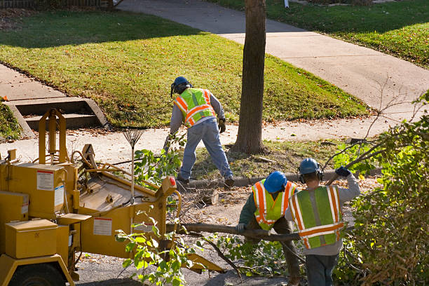 Best Tree Trimming and Pruning  in Powderly, TX